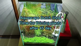 Aquascape Dutch Style Triming for Plant after 45 day in Japan Part 7