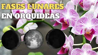 Calendario Lunar Para Cultivar Orquídeas: Mito o Realidad | Orquiplanet