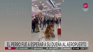 El emocionante reencuentro entre una dueña y su perrita en el aeropuerto