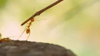 Ants - Lessons in Teamwork