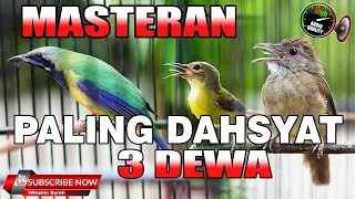 MASTERAN PALING DAHSYAT UNTUK SEMUA JENIS BURUNG - CUCAK CUNGKOK VS KAPAS TEMBAK VS KOLIBRI MANGGAR