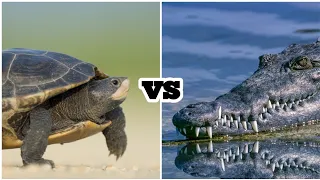 crocodile vs turtle || 🐊vs🐢 ||#short||#shorts.