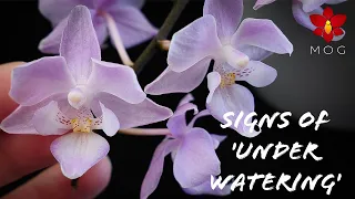 8 Signs that say your Orchid needs more water! | Orchid Care Tips for Beginners