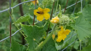 The garden - Cucumbers bloom but do not form fruit.