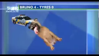 Dog biting graphic on 3 News