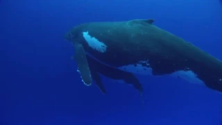 Documentary national geographic ★ Great White Shark Deep ★ Documentaries