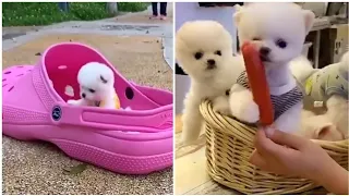 Tik Tok Chó Phốc Sóc Mini 😍 Funny and Cute Pomeranian #31