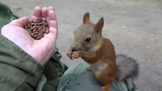 Сегодня много голодных белок / There are a lot of hungry squirrels today