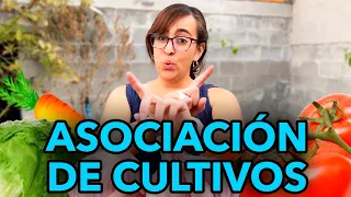 🍅 Asociación de Cultivos en el Huerto 🫑 Ejemplos Reales para Ahorrarte Dinero 💰