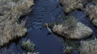 Great Blue Heron in a Stream