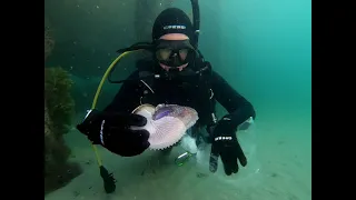 Paper Nautilus rescue
