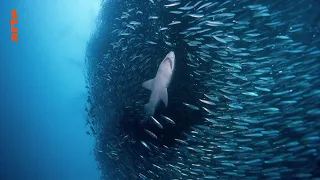 Les Prédateurs Marins | Documentaire entier