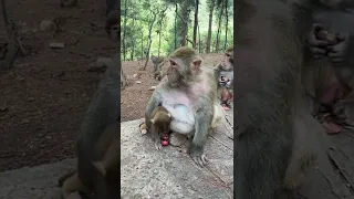 Funny and Sad Monkeys Videos 140