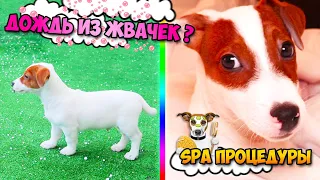 🐾Дождь из жвачек или Дождь из конфет  🐾Говорящая собака Локи Бобо 🐾 Влог - 4 серия