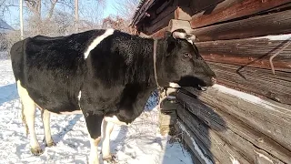 Как коровы переносят большой мороз  в Хватынке