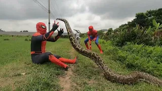 Spider-Man And Pitbull Dog Confront One Giant Python 100kg