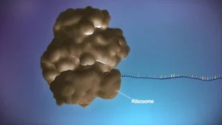 A Level Biology, Topic 6: Nucleic acids & protein synthesis (transcription & translation)