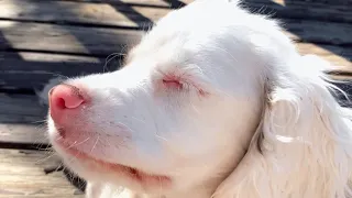 Deaf and blind dog amazes with use of her nose