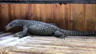 Merauke Varanus Salvadorii breeding