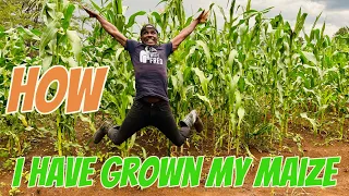 Successful steps i have taken to grow my maize farm #corn #farming #Maize