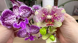 ВЫТЯГИВАЕМ НОВЫЕ КОРНИ из орхидей // жалко срезать цветонос орхидеи