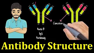 Structure of antibody molecule