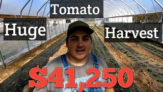 ARE TOMATOES PROFITABLE???