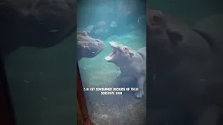 Baby Hippos 🦛 Adorable Aquatic Adventures | Bite-sized Discoveries! #shorts #nature #wildlife