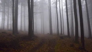 Dark forests, the sound of rain and sleep