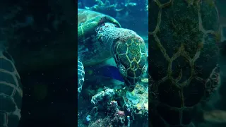 Turtle eating I Schildkröte beim Essen #shorts #animals