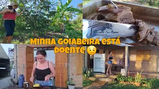 Minha Goiabeira está doente, fizemos uma poda | Limpeza da geladeira | costela assada |vida simples!