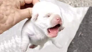 Left in a plastic bag, the 1-week-old puppy tried to escape and cried loudly for his mother