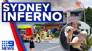 Two dogs rescued as flames engulf Sydney home | 9 News Australia