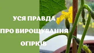 ТАК ОГІРКІВ РОСТЕ БАГАТО.🥒 ВІДПОВІДІ НА ПИТАННЯ