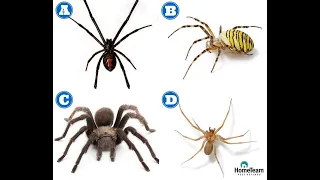 How to Identify Dangerous Spiders | HomeTeam Pest Defense