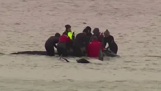 Stranded pilot whales rescued in Australia