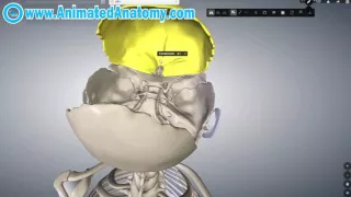 Skull Anatomy - Inside And Inferior- Head Anatomy #3