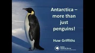 Antarctica – More than just penguins!