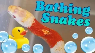 How to Give Snakes a Bath!