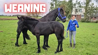 Weaning time! Wûnder leaves Stal H. Who will be his new friend? | Friesian Horses