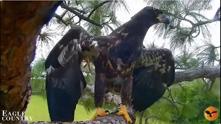 Swampy prepares for his first flight Eagle Country LIVE Bald Eagle Cam - Nest Cam / Bayhead Cam