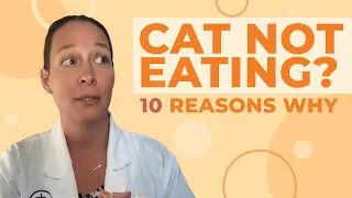 Cat Not Eating? A Vet Gives 10 Reasons Why