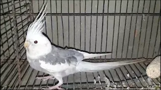 Cockatiel Parrot Breeding Setup ||Cockatiel parrots talking ||Cookie ##viralvideo ##video ##video