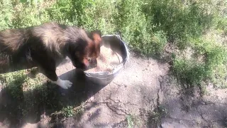 Славянск. 19.08.2022. Собачий обед.