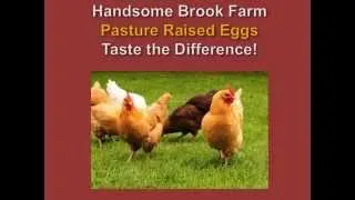 Handsome Brook Farm PASTURE RAISED Eggs