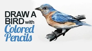 How to Draw a Bird with Colored Pencils