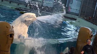 【大迫力】ベルーガの水掛けパフォーマンス【八景島シーパラダイス】2023/07 | Beluga Whale Show At Yokohama Hakkeijima Sea Paladice