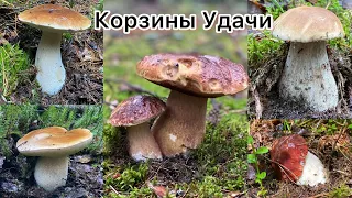 БЕЛЫЕ и БОРОВИКИ как из СКАЗКИ!!! Такого не ожидал!!! Корзины УДАЧИ!!! 08.07.2023