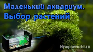 Маленький аквариум. Аквариумные растения | Подбор растений | Аквариумистика | Нано аквариум