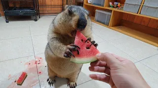 marmot eat cool watermelon for summer day